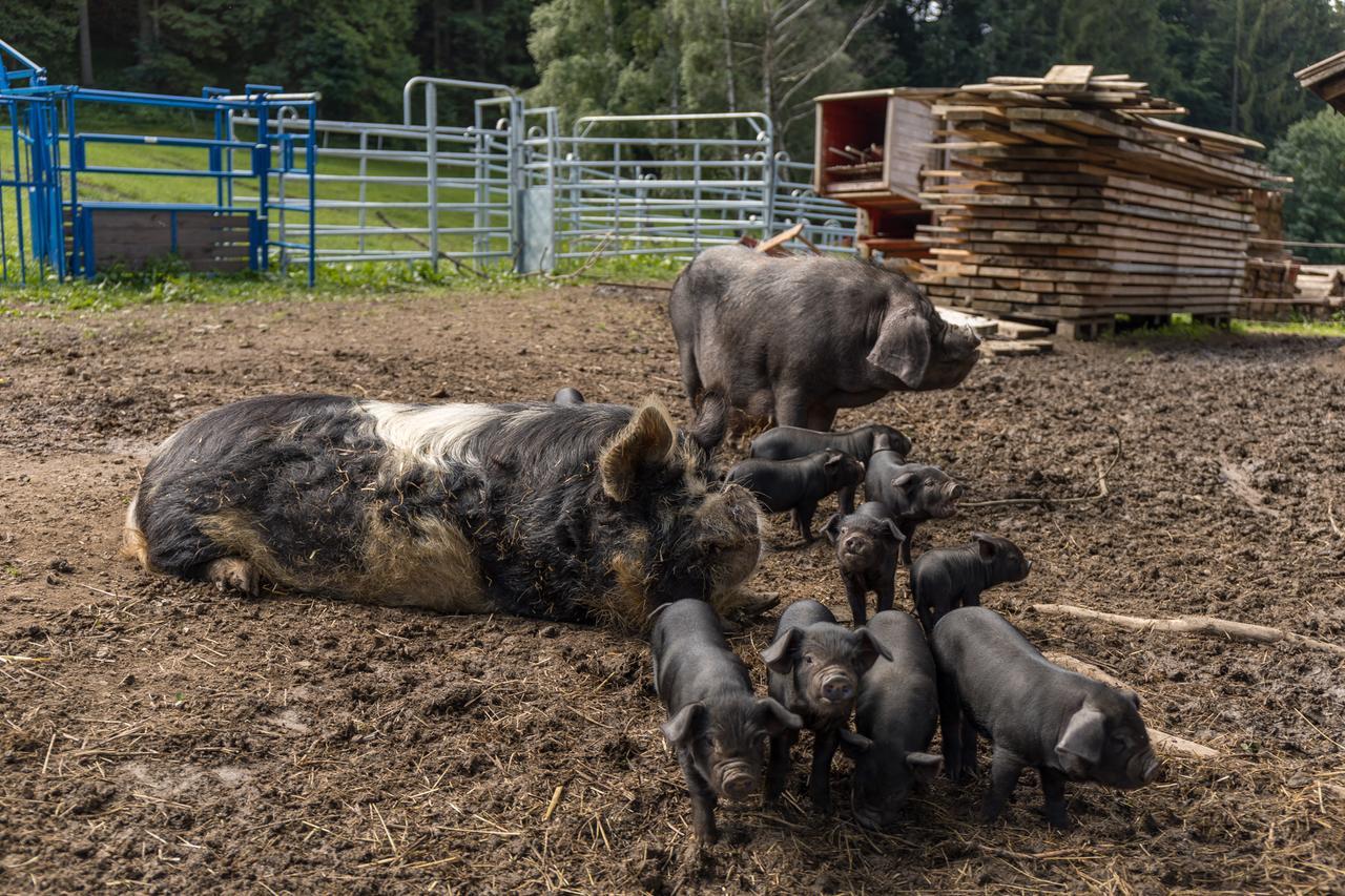 Вилла Statek U Rajmunda Zemedelska Farma Вельке-Карловице Экстерьер фото