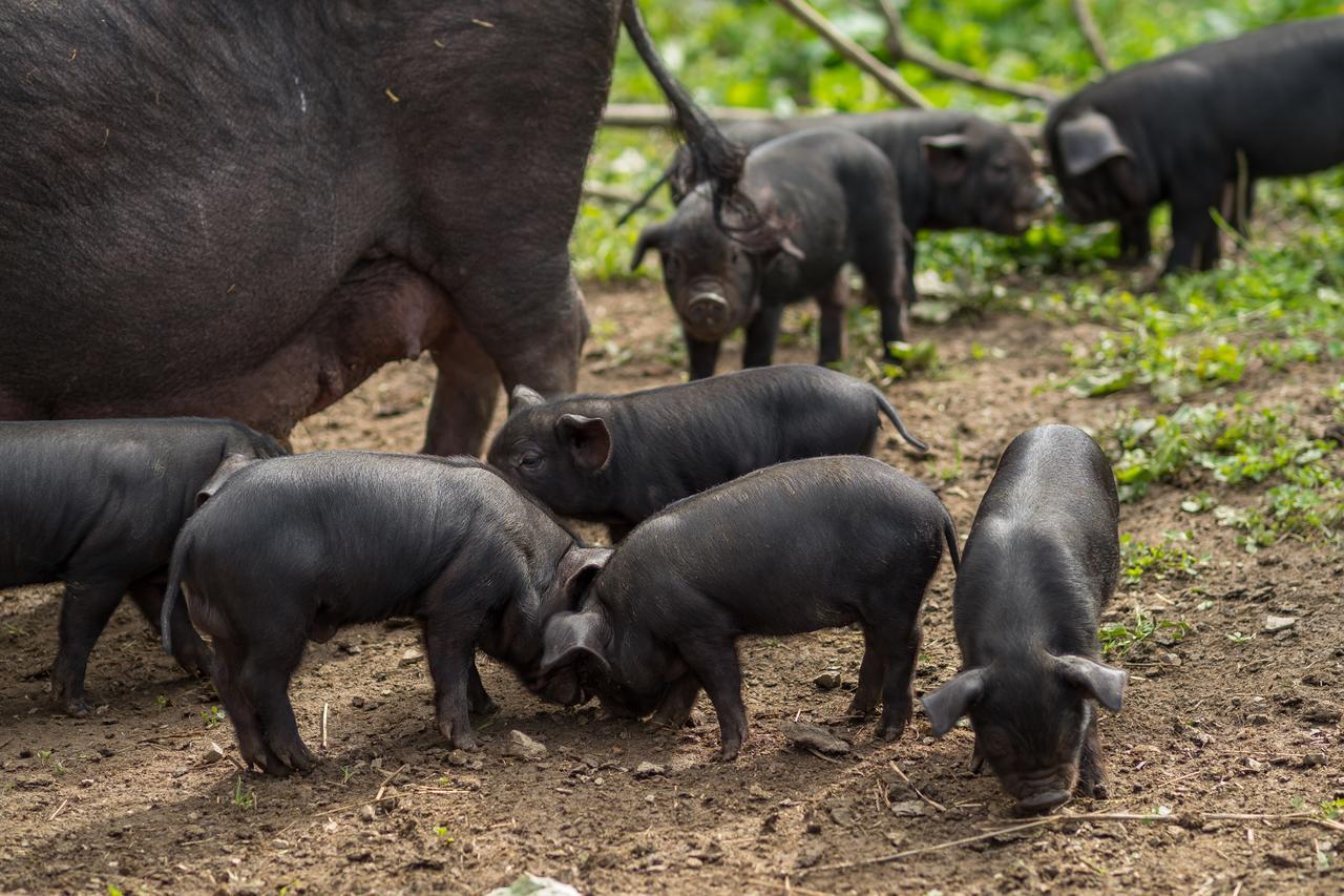 Вилла Statek U Rajmunda Zemedelska Farma Вельке-Карловице Экстерьер фото